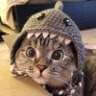 Logo Shark Cat