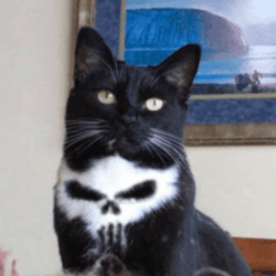 Logo Skull Cat