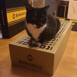 Logo Binance Cat